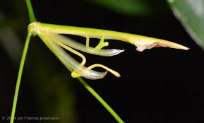 Image result for Marantochloa leucantha