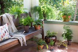 Boston ferns (nephrolepsis exaltata) are popular house plants that thrive indoors throughout the year. The Houseplant Diaries How I Learned To Stop Worrying And Love Finicky Ferns Gardenista