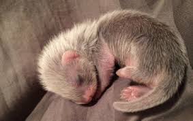 all about ferret babies