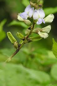 Image result for Psophocarpus scandens