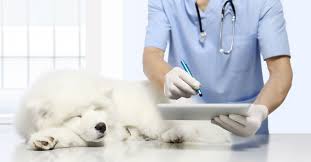 Dr.med.vet. Gerhard Beichele Tierarzt unter Bad Endorf, Bayern