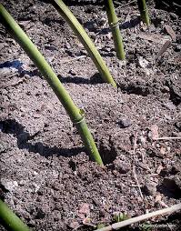 How to use bamboo stakes for garden. Creating Curved Bamboo Stakes