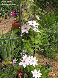 Get 5% off your eligible purchase or order charged to your lowe's advantage card. Plantfiles Pictures Clematis Early Large Flowered Clematis Snow Queen Clematis By Mystic