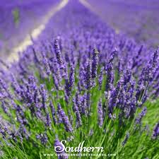 Lavender, Vera (Lavandula angustifolia Vera) -100 Seeds