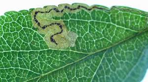 Image result for Stigmella malella