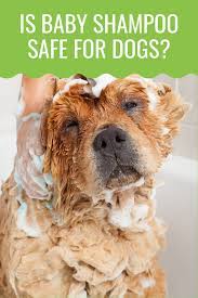Baby shampoo is usually very mild and doesn't contain harsh chemicals and added fragrances like regular human shampoo. Can I Use Baby Shampoo On My Dog Here S The Answer Barking Royalty Safe Dog Shampoo Baby Shampoo Dogs