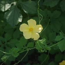 Image result for Momordica corymbifera