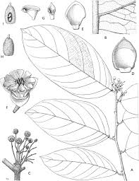 Image result for Monanthotaxis orophila