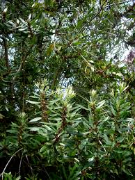 We did not find results for: Plantfiles Pictures Morella Species California Wax Myrtle Pacific Waxmyrtle Morella Californica By Lehua Mc