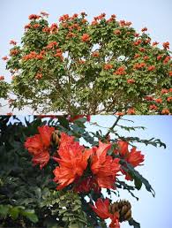 Image result for Spathodea