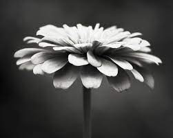 Black and white pictures of flowers are unusual and can symbolize a certain melancholy, adding a gloomy mood to your photos. Black And White Photography Floral Photography Flower Etsy
