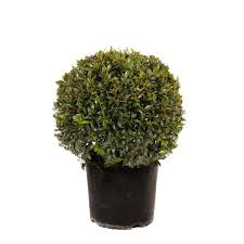 Image result for Eugenia capensis