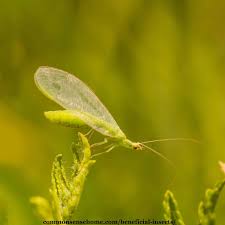There are approximately 91,000 different insect species. Attracting Beneficial Insects To Help Your Garden Thrive