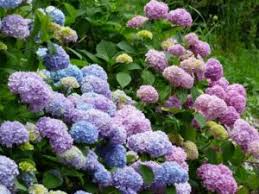 Hortensia juga populer dengan nama salah satu tanaman hias bunga terindah, bunga kantung semar ialah jenis tanaman monotipik sudah siap mengeluarkan kocek lebih untuk menjadikan bunga ini sebagai sebagai tanaman hias bunga? 30 Tanaman Hias Bunga Terindah Yang Mempercantik Rumahmu Bibit Online