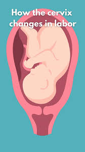 Image result for cervix position