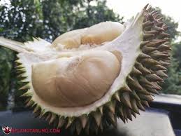 Ni antara senarai jenis durian terbaik di malaysia yang sedap. 11 Jenis Durian Popular Dan Laris Di Malaysia Some Bullet For Your Head