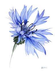 Cornflower Blue Flower Painting Watercolor Flowers Tutorial Blue Flower Wallpaper