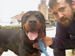 Professional Dog Trainer Camberley