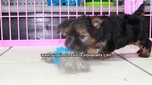 Compare book save | checkmybus. Puppies For Sale Local Breeders Teacup Toy Yorkie Puppies For Sale Near Albany Ga At Lawrenceville Puppies For Sale Local Breeders