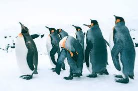 Asahiyama zoo travelers' reviews this is a great zoo ! Christmas In Hokkaido The Top Ways To Spend The Holiday During Winter