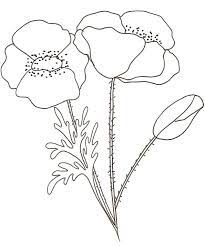 coloriage d un coquelicot tete a modeler fleur dessin de coquillage instagram