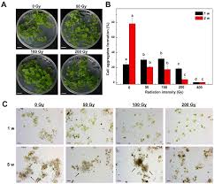 Plant cell, tissue and organ culture (pctoc). Plants Free Full Text Development Of A Rapid Selection System For Salt Resistant Mutants Of Nicotiana Benthamiana Through Protoplast Culture After Gamma Irradiation Html