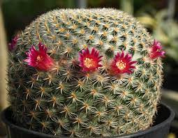 During gordon's stint in texas, he took on famed texas chef justin yu in a cookoff, which saw him cook and eat a rattlesnake. Indoor Cacti Home Garden Information Center