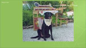 But as it grows, its disposition gets wilder and if. 3news Viewers National Dog Day Submission Pictures Wkyc Com