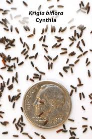 Image result for Cyphia brachyandra