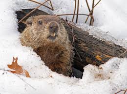 Find out where to watch a live stream of groundhog day events and what time you should watch to see whether or not he sees his shadow on saturday, february 2. Groundhog Day Trivia 1 Feb Kenmore Heritage Society