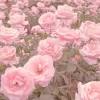 It is very popular to decorate the background of mac, windows, desktop or android. 3