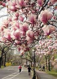 Tassa On Elava Jumalatar Katso Paivan Upeimmat Uutiskuvat Beautiful Flowers Spring Tree Flowering Trees