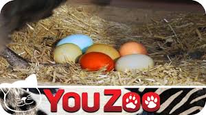 Bei rassen, die braune eier legen, geht die färbung auf pigmente aus dem roten blutfarbstoff und dem gallenfarbstoff zurück, die der organismus des huhns ausscheidet und der sich außen auf der kalkschale des eis ablagert. Bunte Huhnereier I Huhn Gibt Bunte Eier I Ostereier Youtube