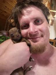 Chihuahua puppies for sale