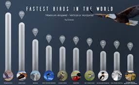 The peregrine falcon is one of two birds to inhabit north america today, the other being the bald eagle. The Fastest Birds On The Planet With Highway Speeds For Comparison Oc Dataisbeautiful
