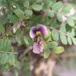 Image result for Ormocarpum schliebenii