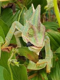 Maybe you would like to learn more about one of these? Bees And Wasps As Natural Food For Chameleons