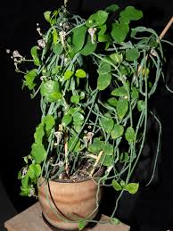 Image result for Ceropegia haygarthii