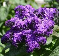 Image result for Heliotropium lineare