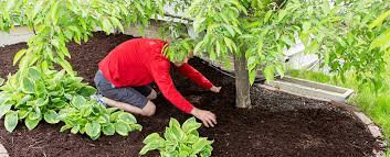 Diesen steht nicht jedem zur verfügung. Obstbaume Im Garten Tipps Zum Pflanzen Dungen Und Co Zuhause Bei Sam