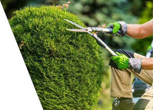 Tree trimming service on a residential property