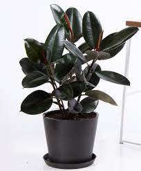 Large tropical asian tree frequently dwarfed as a houseplant. How To Care For A Rubber Plant Greenmylife