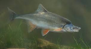 An Endangered Humpback Chub Freshwater Fish Endangered Fishing Pictures