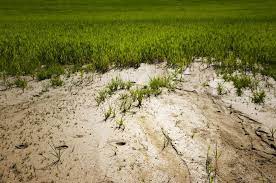 Alibaba.com offers 1,031 sand on grass products. What Does Sand Do For Grass Agreenhand