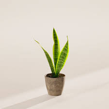 Image result for Uvaria laurentii