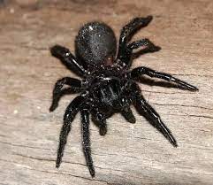 اخطر انواع العناكب السامة في العالم بالصور سحر الكون insecten recepten