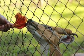 Feeding A Barking Deer At The Free Zoo Near Ban Rak Thai Mae Hong Son Thailand