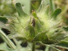 Image result for Ipomoea pes-tigridis