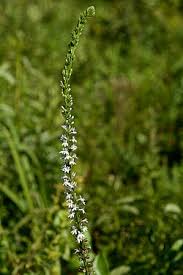 Image result for Lobelia lobata