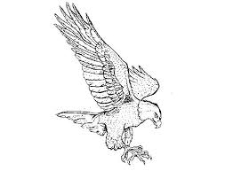 When citing a website the general format is as follows. Falcon Images Realistic Peregrine Falcon Coloring Page